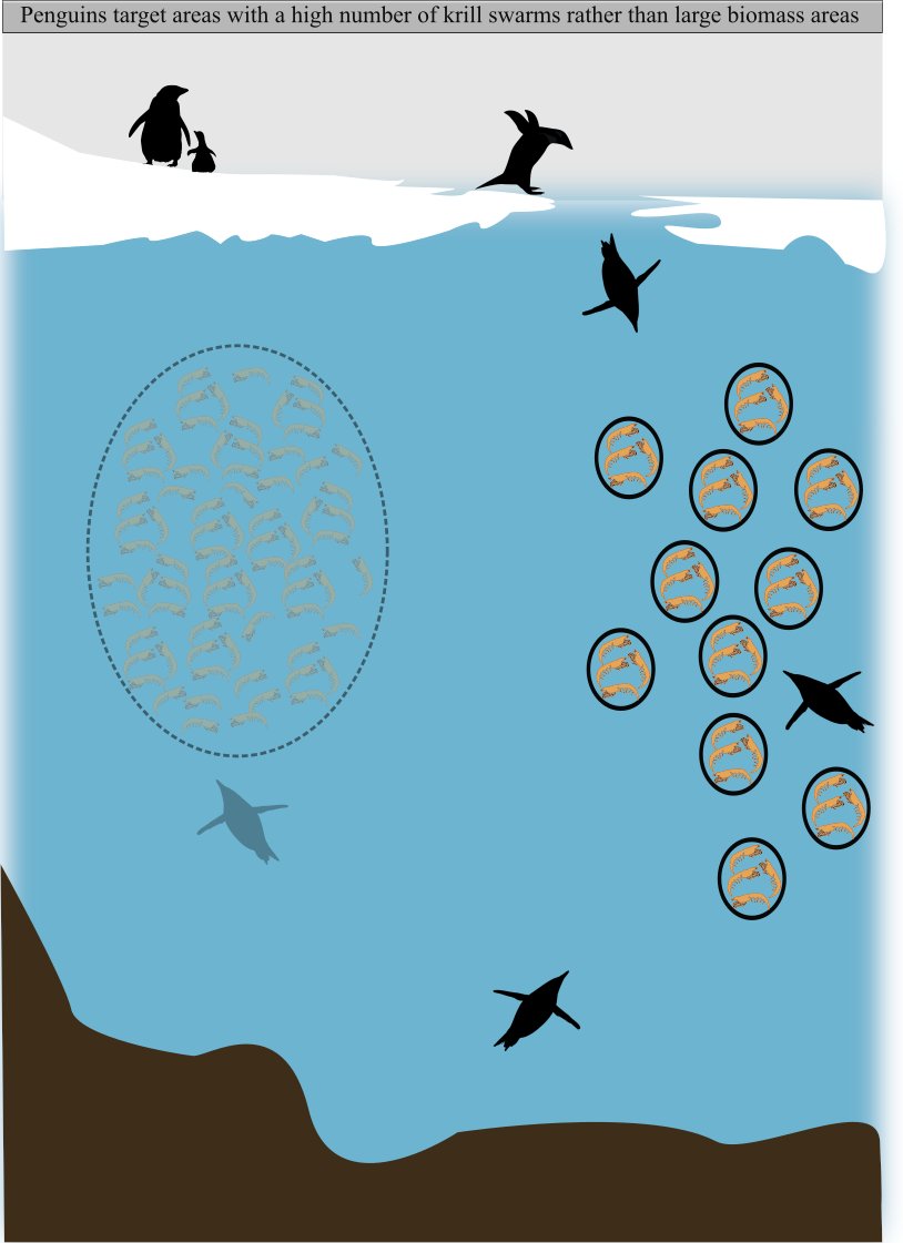 Javed Riaz (@javedzriaz) on Twitter photo 🚨New paper out in <a href="/FrontMarineSci/">Frontiers - Marine Science</a> looking at the spatial overlap between Adélie🐧and🦐
We found #penguins concentrate foraging in areas with a high number of #krill swarms rather than high swarm biomass. Available at👉frontiersin.org/articles/10.33…
<a href="/IMASUTAS/">IMAS</a> <a href="/mpred_lab/">MPred Lab IMAS</a> <a href="/AusAntarctic/">antarctica.gov.au</a> 🚨New paper out in <a href="/FrontMarineSci/">Frontiers - Marine Science</a> looking at the spatial overlap between Adélie🐧and🦐
We found #penguins concentrate foraging in areas with a high number of #krill swarms rather than high swarm biomass. Available at👉frontiersin.org/articles/10.33…
<a href="/IMASUTAS/">IMAS</a> <a href="/mpred_lab/">MPred Lab IMAS</a> <a href="/AusAntarctic/">antarctica.gov.au</a>