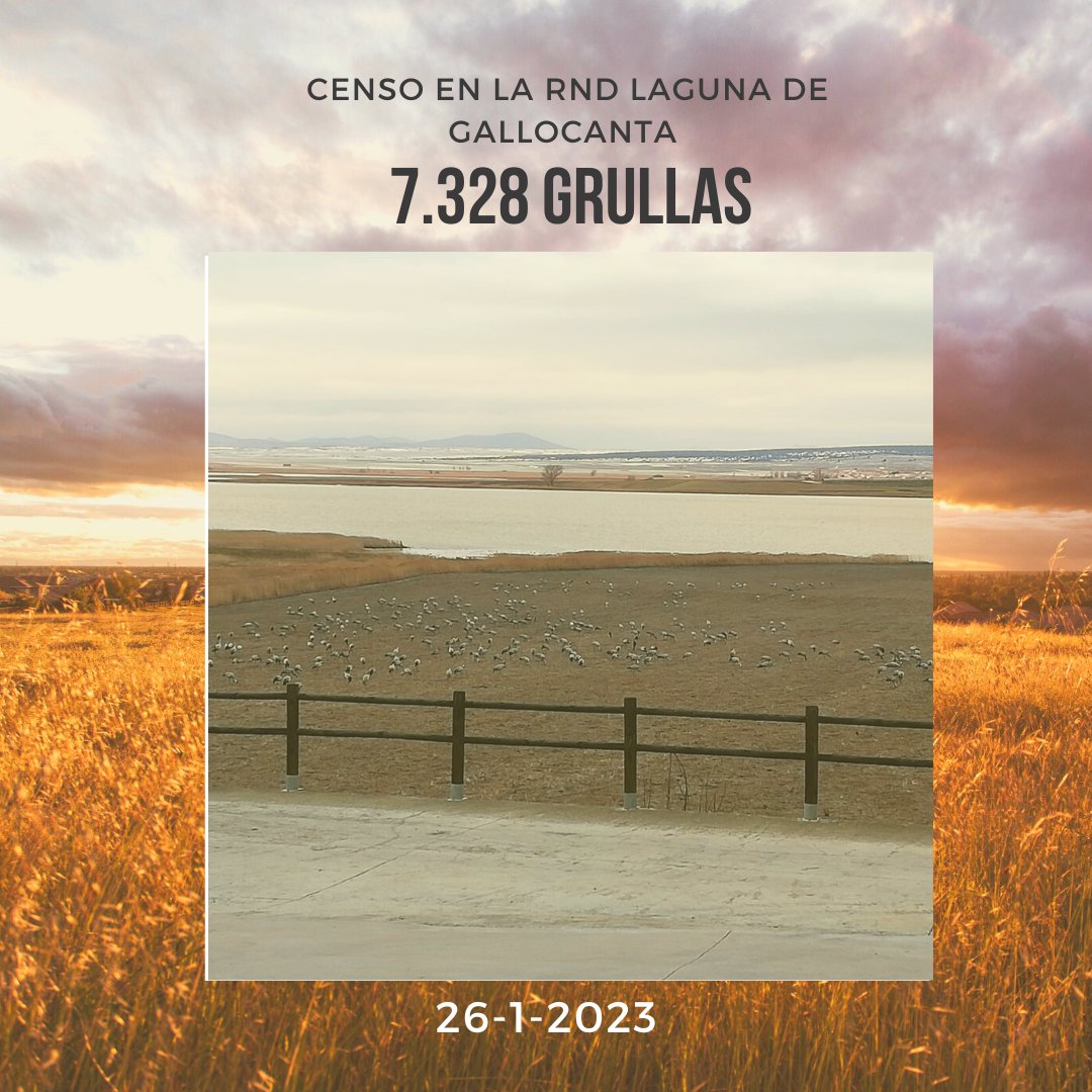 Censo semanal
#lagunadegallocanta
#grullas