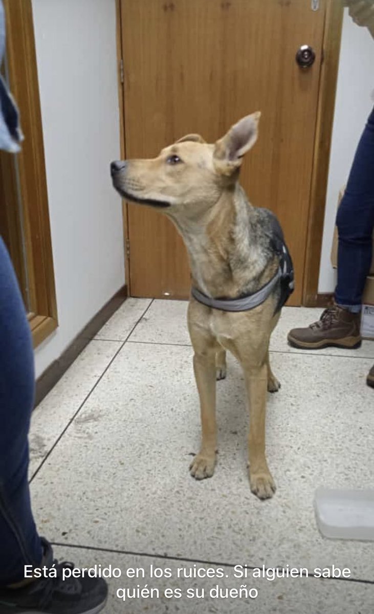 PerroUsuario's tweet photo. Se presume  está  #EXTRAVIADO RT @OryPerez2:  ayúdenme a difundir, apareció en la distribuidora de Coca-Cola en los CORTIJOS https://t.co/scu8jt6VEC