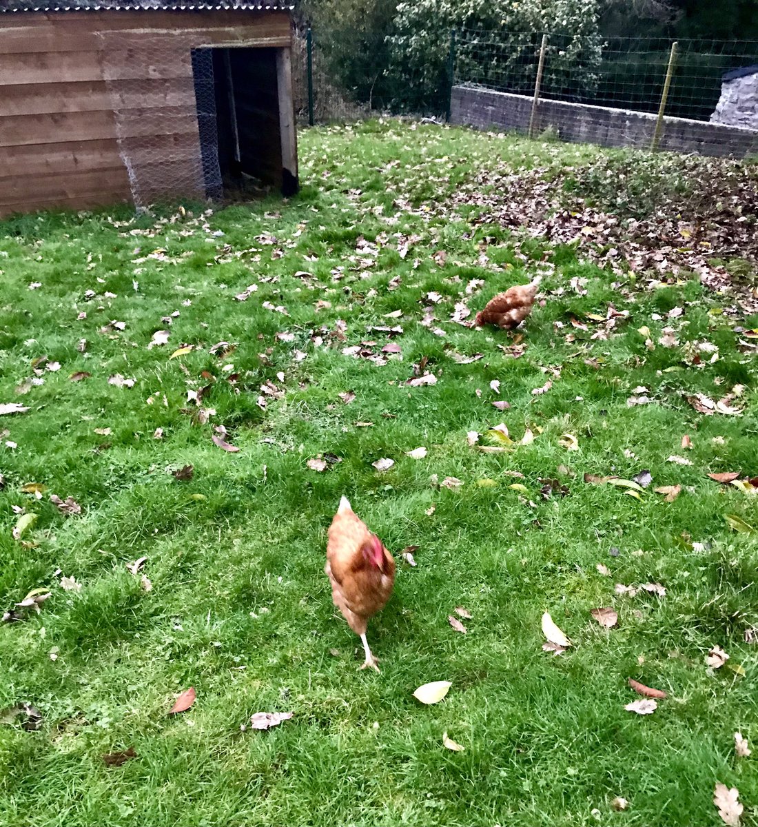SteMarieGuilers's tweet photo. 🌱 Deux nouvelles pensionnaires font un petit séjour au #collège, dans l’enclos des moutons derrière le #self ⤵️ https://t.co/rOWjworq9P
