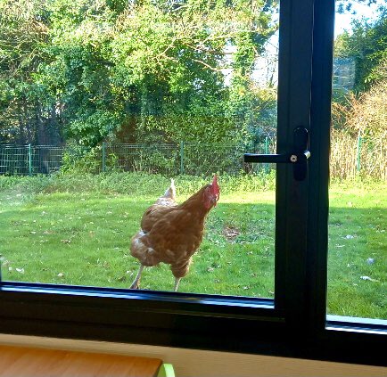 🌱 Deux nouvelles pensionnaires font un petit séjour au #collège, dans l’enclos des moutons derrière le #self ⤵️