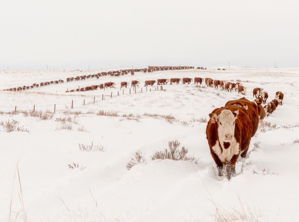 Gareth Wyn Jones tweet media