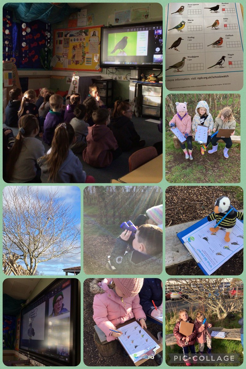 What a brilliant live session with @EcoSchoolsWales this morning before our outdoors session this afternoon doing the @rspb #bigschoolsbirdwatch. What a beautiful day for it too. We enjoyed going back online to share our results. @pennargoeswild