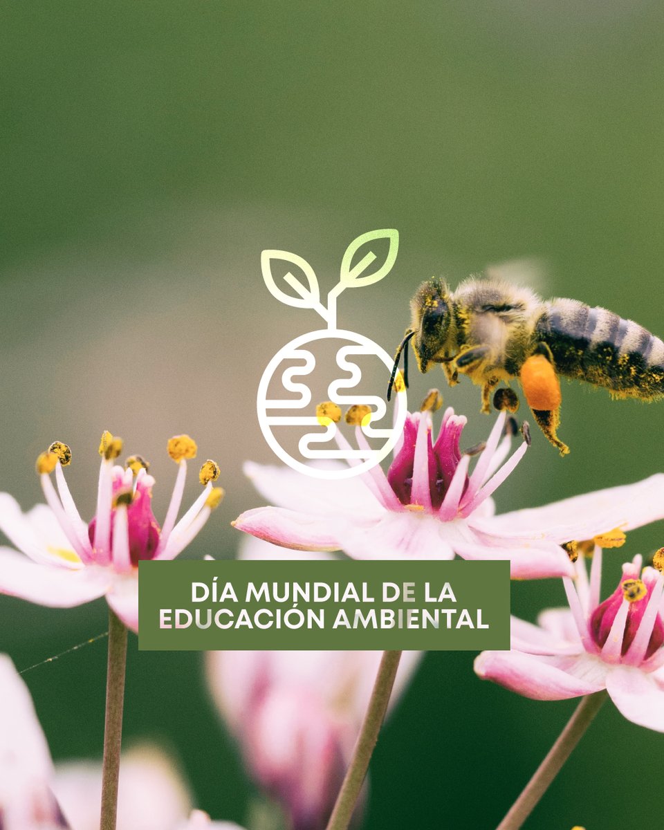 ERN_Riesgos's tweet photo. Celebremos el #DíaMundialDeLaEducaciónAmbiental 🌎 
Busquemos #construir, #educar y #ProponerSoluciones reales para crear un mejor mañana.  #ERN #ConscienciaAmbiental #MedioAmbiente #DesastresNaturales #prevencion #EducacionAmbientalMexico #tecnologia #ciencia #naturaleza #global https://t.co/LZcJM0UbGR
