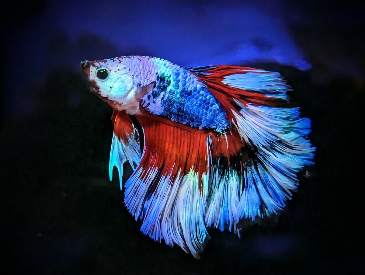 daueracuarios's tweet photo. Como cada semana han llegado también peces e invertebrados de agua dulce , aquí va un ejemplo 😃
https://t.co/TxuyPoXbBL
#acuariofilia #Acuario #peces #peceras #pecestropicales #aguadulce #acuariofiliaespaña #aquascaping #dauer #daueracuarios #barcelona #pezbetta #bettafish https://t.co/z0SYGyzglt