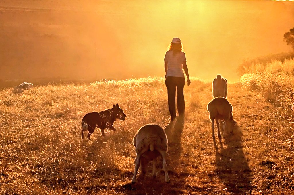 Shayne Calliss tweet media