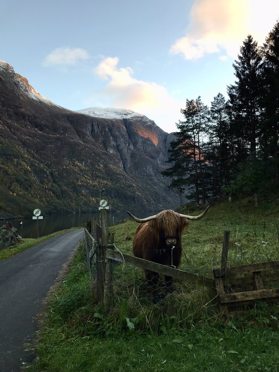 andreaprezd's tweet photo. El fiordo de Nærøy, Patrimonio de la Humanidad y brazo más conocido del fiordo de Sogn (el segundo más profundo del mundo, hasta 1300m). Imposible de apreciar la grandeza en las fotos. Qué suerte tuvimos de pillarlo con solecito! https://t.co/2UqXAKwxm9