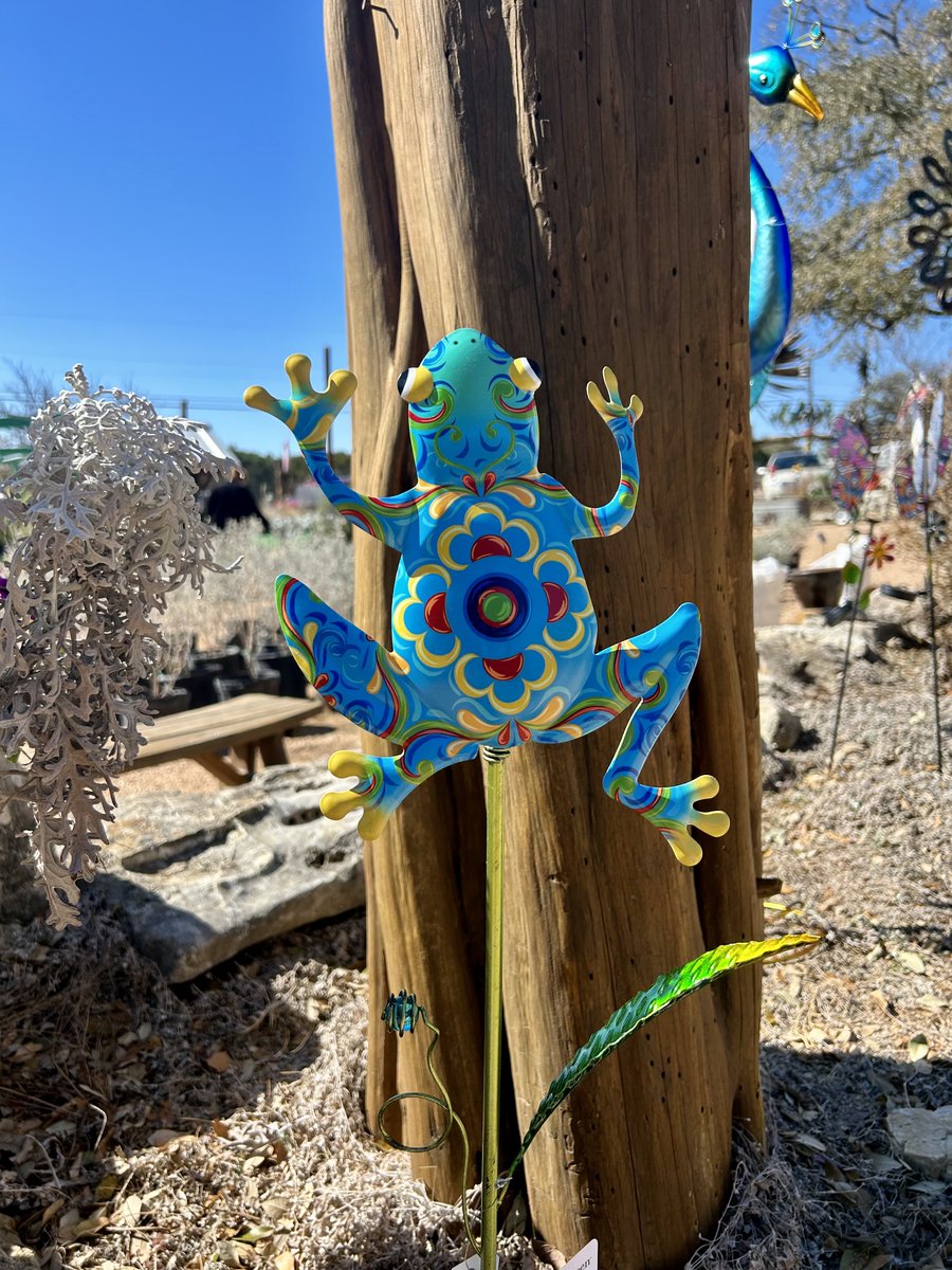 ridgemktplace's tweet image. The colors on this frog garden stake are awesome! We are starting to get in more yard art and lots of color!

#gardendecorations #gardencenter #gardensattheridge #yardart #kerrvilletx #texasgardens