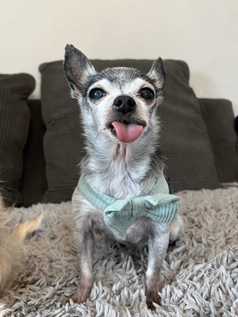 Niko just turned to be 14 yrs old this month🥰❤️ Can he get likes 👍🤩?