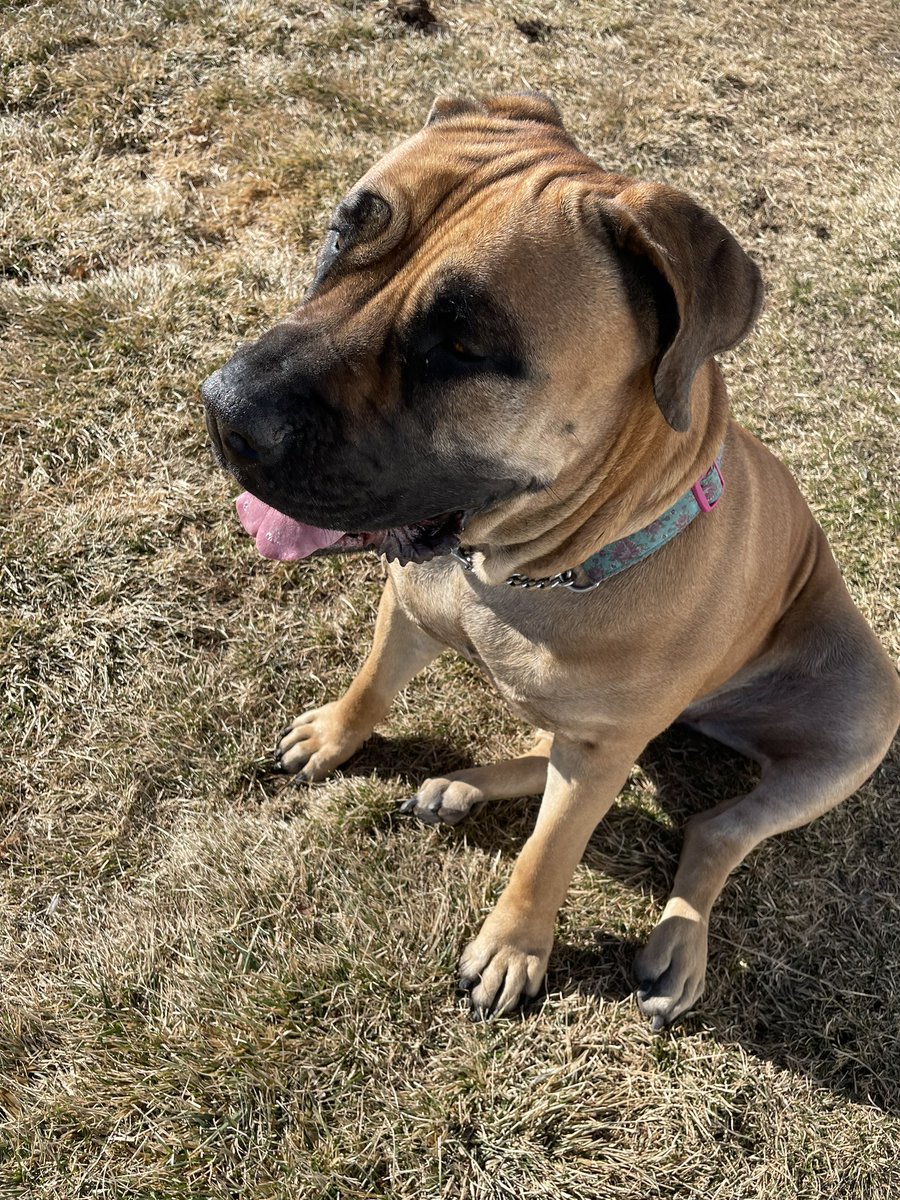 It’s important to keep your first line of home defense in tip top shape ain’t that right @Bigdogproblems2 😃?? Complete with the “lazy sit” after our run together 💨 🐕 #southafricanboerboel #mastiff #bigdogbreed #nakeeta #bluelineboerboels