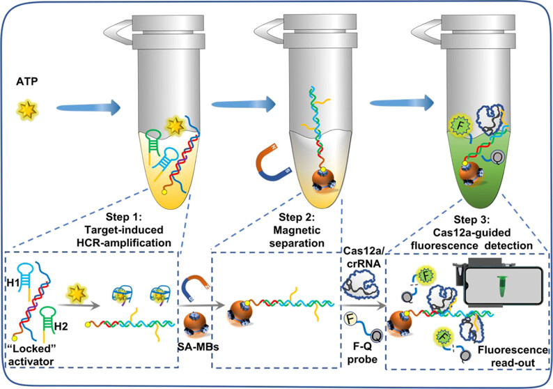 ACS_Sensors's tweet image. New versatile #biosensor for non-nucleic acid small molecules using CRISPR/Cas12a!

go.acs.org/3EA