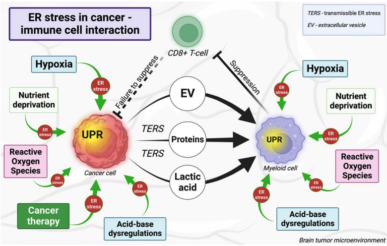 Molecular Cancer Research (@mcr_aacr) on Twitter photo Persistent #endoplasmicreticulum (ER) stress promotes #braintumor growth, invasion, #immuneevasion & #therapeuticresistance. <a href="/EPetrosyanMD/">Edgar Petrosyan, MD</a> et al review how #ERstress mediates tumor growth & progression, as well as ER stress-targeting therapeutic strategies
bit.ly/40hCaTU Persistent #endoplasmicreticulum (ER) stress promotes #braintumor growth, invasion, #immuneevasion & #therapeuticresistance. <a href="/EPetrosyanMD/">Edgar Petrosyan, MD</a> et al review how #ERstress mediates tumor growth & progression, as well as ER stress-targeting therapeutic strategies
bit.ly/40hCaTU