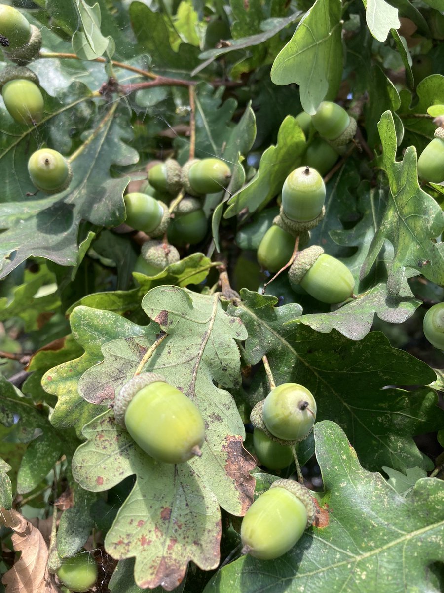 2022 was a mast year for acorns. 

Trees produce small crops for a few years, keeping populations of fury friends in check. A mast year produces more than they can eat, but guarantees some acorns survive to grow into trees. 

No-one knows how, but trees act in unison to do this.