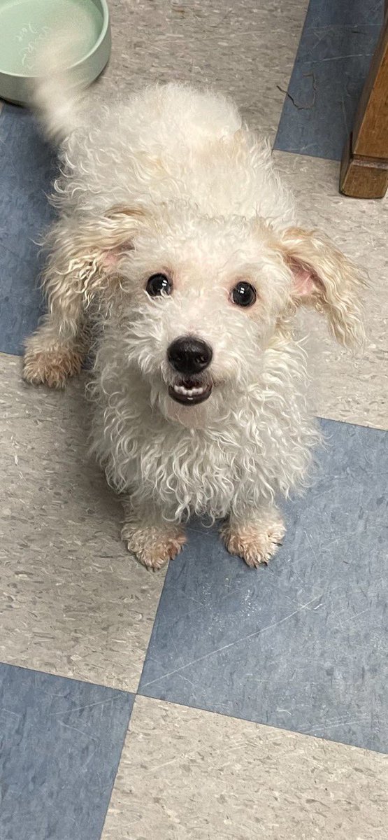 ClawsFins's tweet photo. I’ve decided to dive into the foster care world. This is noodles my first foster project. Shes lived in a small kennel most of her life and has severe anxiety and hot spots/allergy issues. She’s super sweet and I hope I can give her a good life while she waits for a forever home https://t.co/eWa1PzxfnS
