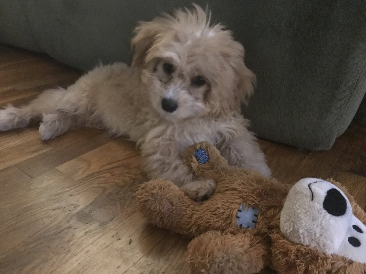 DrSurvinski's tweet photo. @AlaneAdamsBooks I tried to say yes to a bubble bath for #YesuaryWithAlane but it was rudely interrupted when this one decided to jump like Superman into the tub and send bubbles flying in all directions! *And yes, his teddy bear came too) https://t.co/BJ0CnCiplv