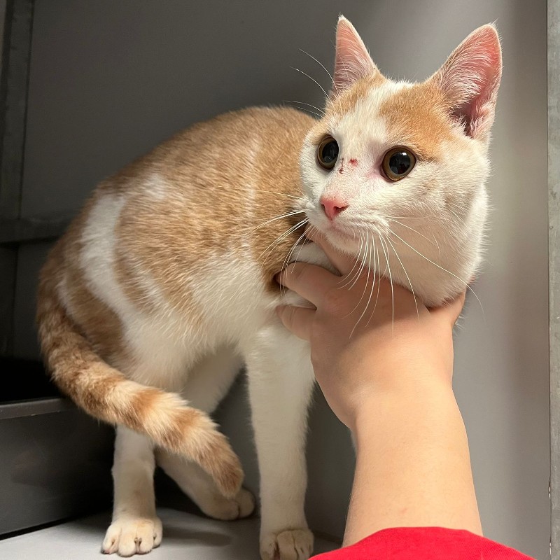 Gevonden kater, niet gecastreerd, niet gechipt.
Bergkloosterweg #Zwolle