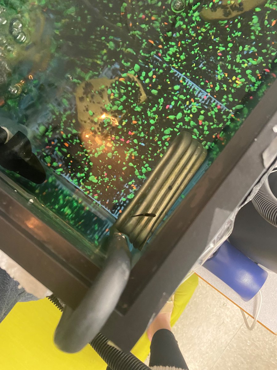 RHTAStem7's tweet photo. We are in the midst of our PBL: Human impacts on the environment &amp; its freshwater systems. Today, research began on water contaminants &amp; local pollution hotspots as we work on caring for our positive contribution back to the environment. Our first fry swam up today, ready to eat! https://t.co/snnY57kOFg