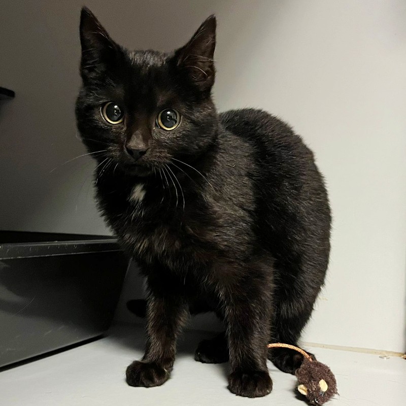 Gevonden jonge kater. Niet gecastreerd en geen chip gevonden. 

Spanjaardsdijk #Heeten #Raalte