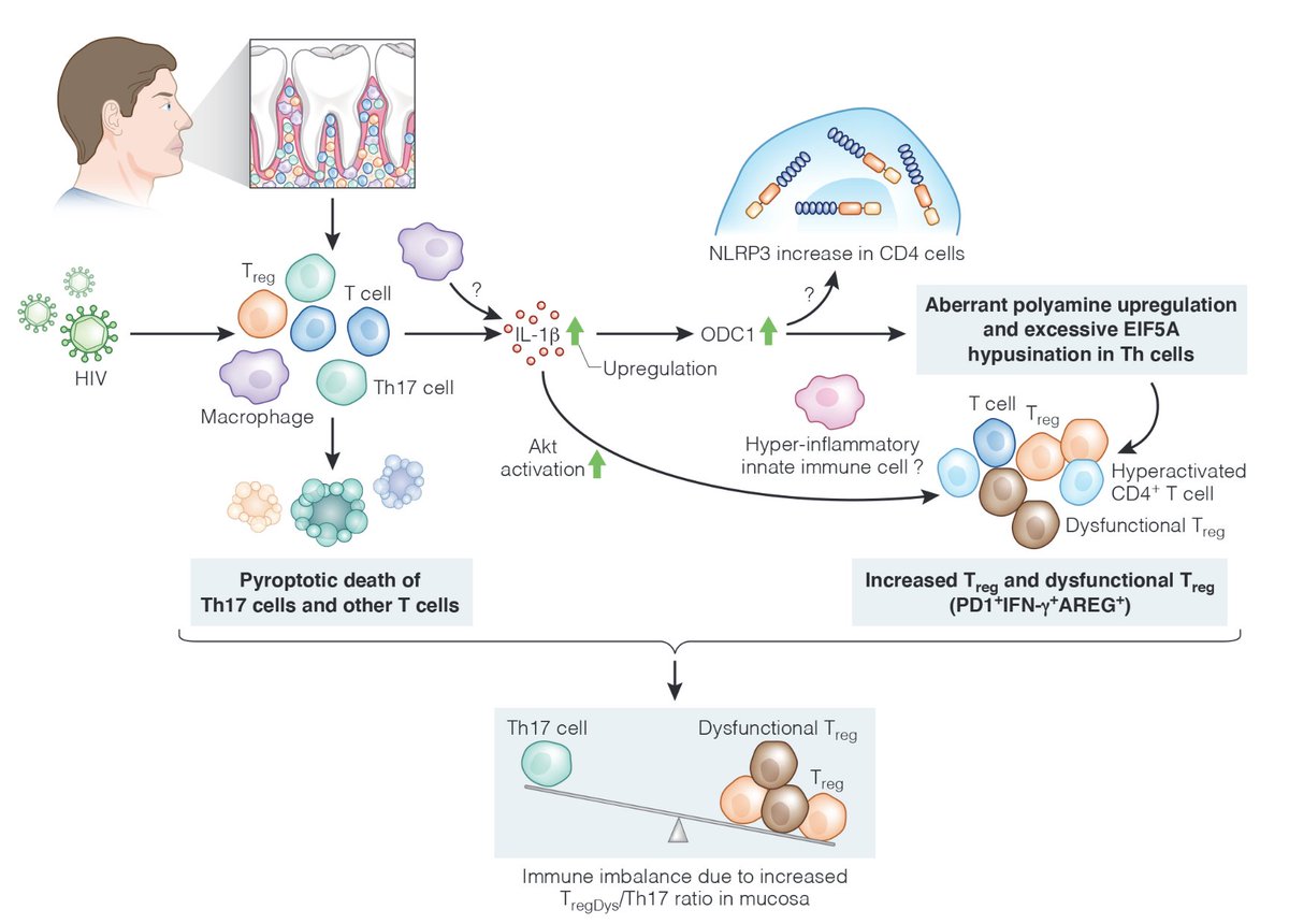Excited to share the recent work from my laboratory.
(Nature Communications; doi.org/10.1038/s41467… or nature.com/articles/s4146…).
Figure. How HIV induces alterations in polyamine metabolism and could affect T cells and their functions in HIV-infected individuals.