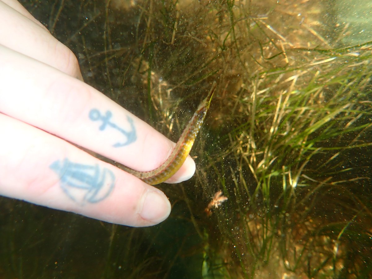 EmilyRBeasley's tweet photo. Some of my favourite #pipefish from my time in Melbourne 🐟 Stigmatopora argus, Mitotichthys semistriatus, Vanacampus phillipi, Hypselognathus rostratus https://t.co/cqJ4fzPza8