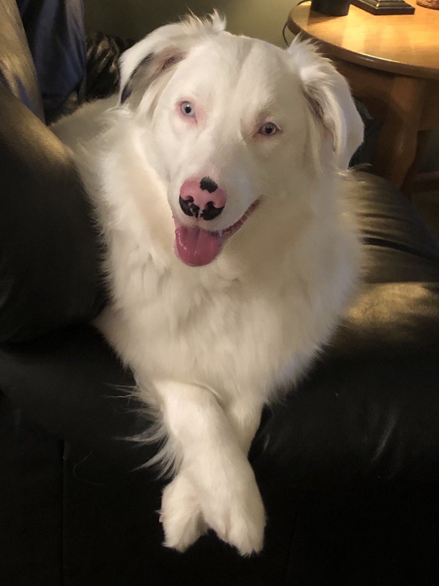 MelSepter's tweet photo. @Chewy https://t.co/wsIJLo5D60