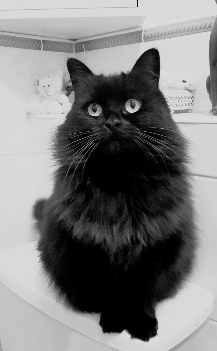 KizzytheBotster's tweet photo. @thecat_maya Hello Maya,Luna, Nicky and Bello. You are all beautiful. Nice to meet you, love Kizz. 🐾🐾😻😻 https://t.co/tsEt70zsO8
