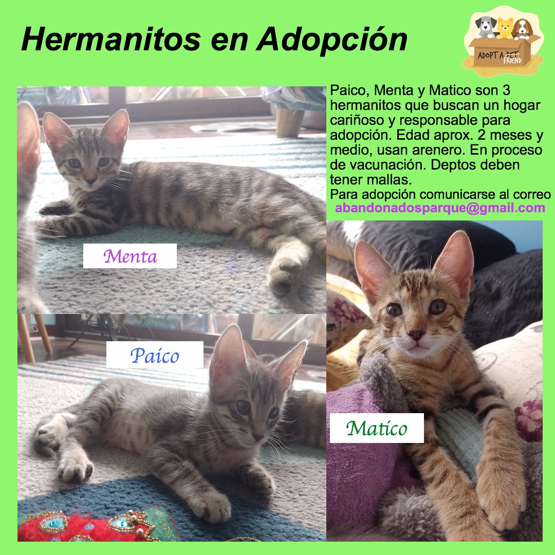 Tenemos 3 chiquillos preciosos en adopción, con compromiso de esterilización por nuestra parte.
¿Quisieras adoptar uno?
Solicita formulario de adopción a abandonadosparque@gmail.com

📍#Santiago