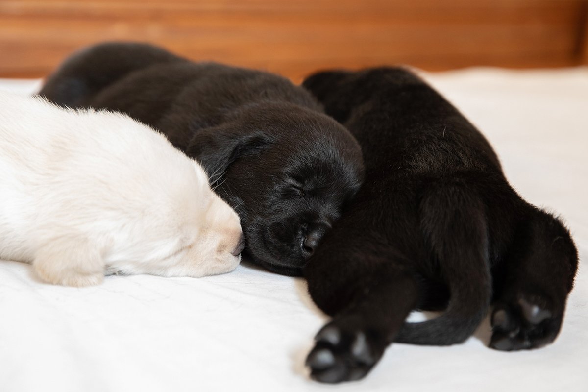 #GuideDogsAustralia has released a sneak peak of the snoozy litter that was born on New Year's Eve!
Introducing adorable #puppies Beau, Rocket, Soda, Honey, Joyce and Jina, who all urgently need a volunteer #puppyraiser for the next 12 months. 

australiandoglover.com/2023/01/guide-…