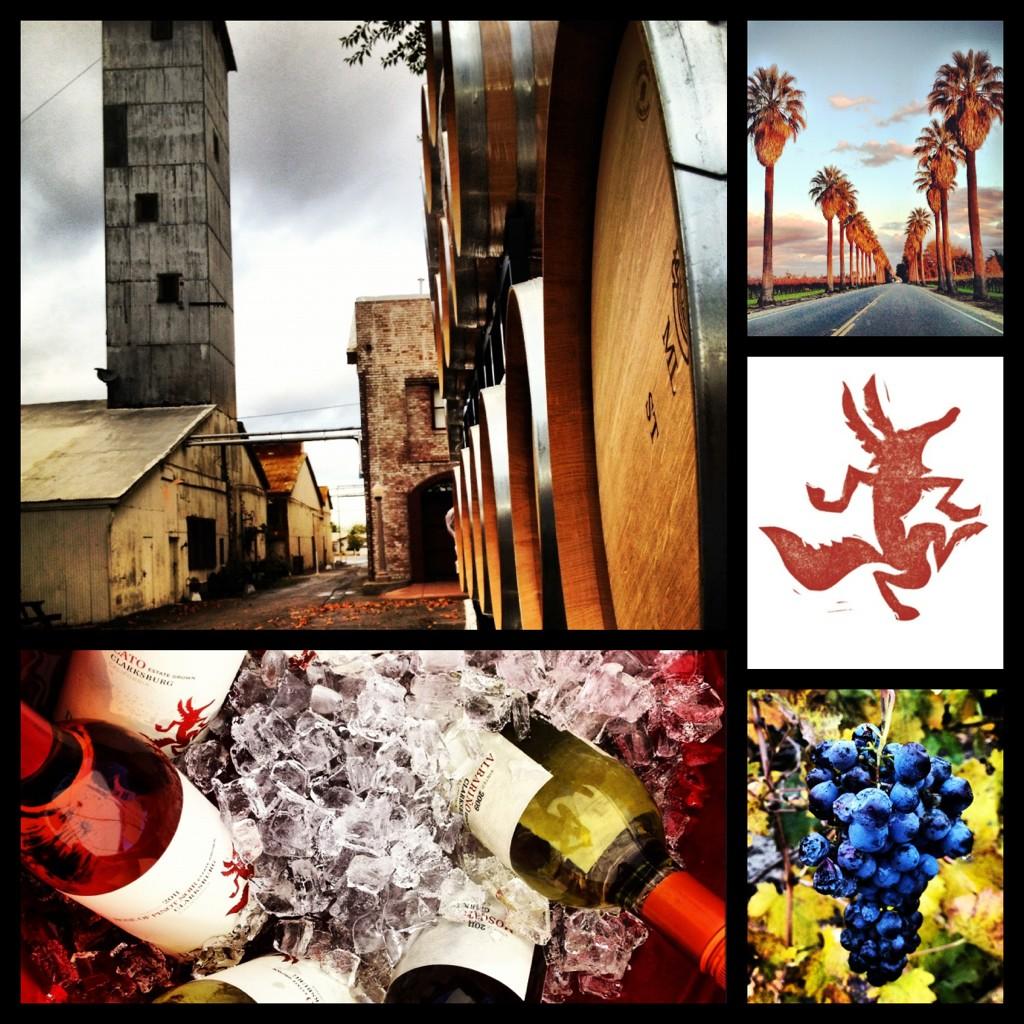 Dancing Coyote Wines tweet media