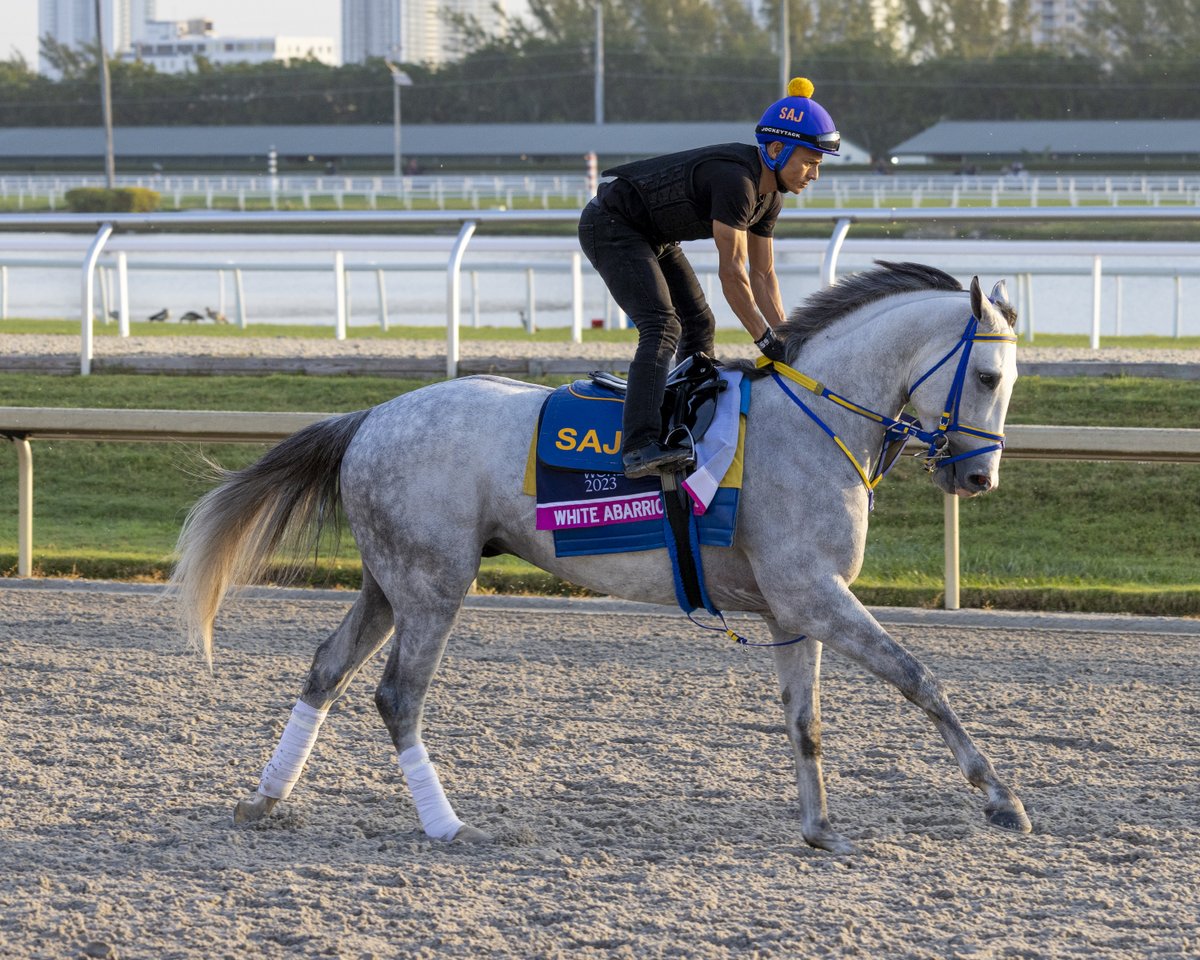 PegasusWorldCup's tweet photo. #WhiteAbarrio putting in work! Will the @SaffieJosephJr-trained Florida Derby and Holy Bull champ win the #PegasusWorldCup? https://t.co/5e2RdHsv4L