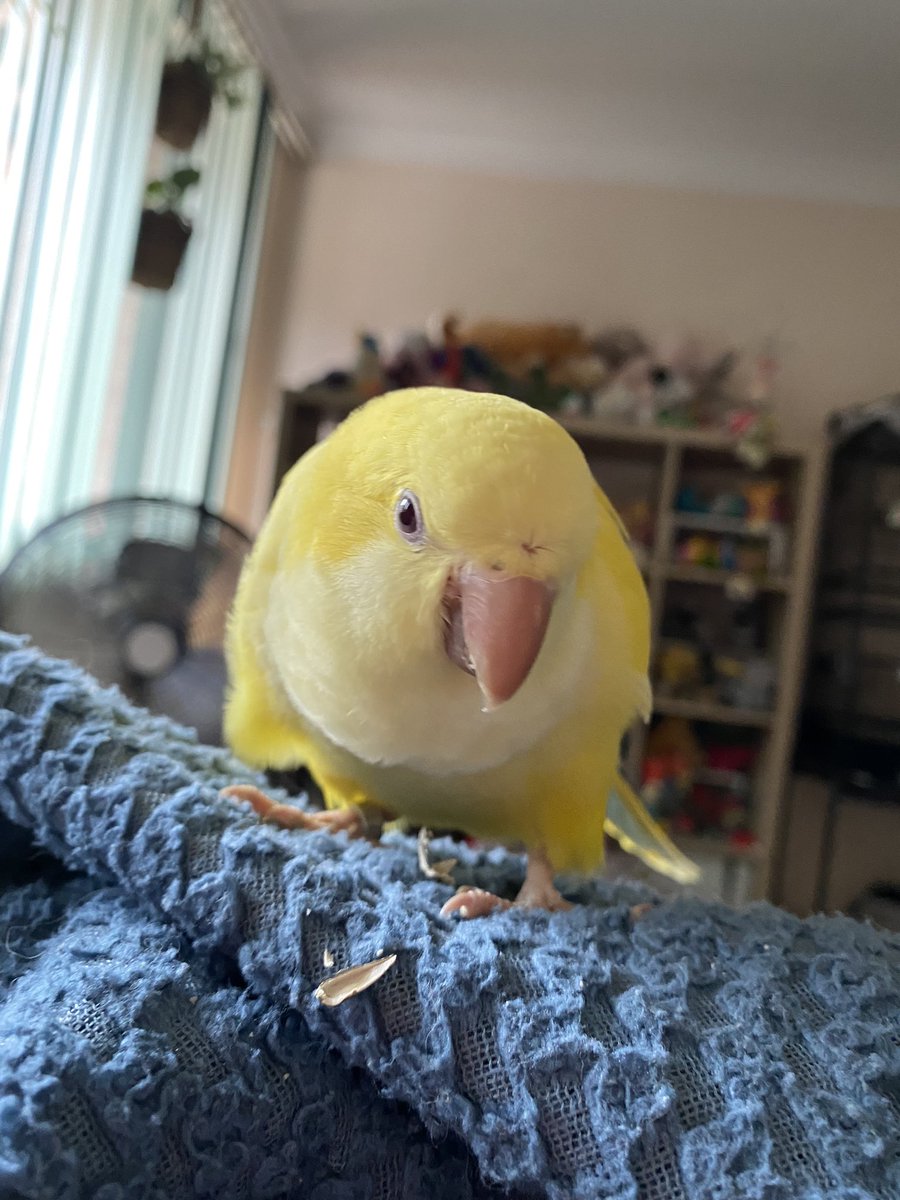 Jen_Tuyet's tweet photo. Primrose has gone from not wanting anything to do with me to now flying over to me in bed and demanding sunflower seeds https://t.co/zWFaqfz18j