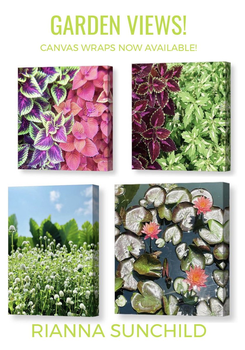 Garden views are available in the Structured Collection! #Wood, #Metal, #Canvas, and framed #prints are available! 

rianna-sunchild.pixels.com/collections/st…

#GardeningTwitter #Flora #flower #flowertothepeople #Flowers #flowerphotography #fineart #fineartphotography #supportsmallbusiness