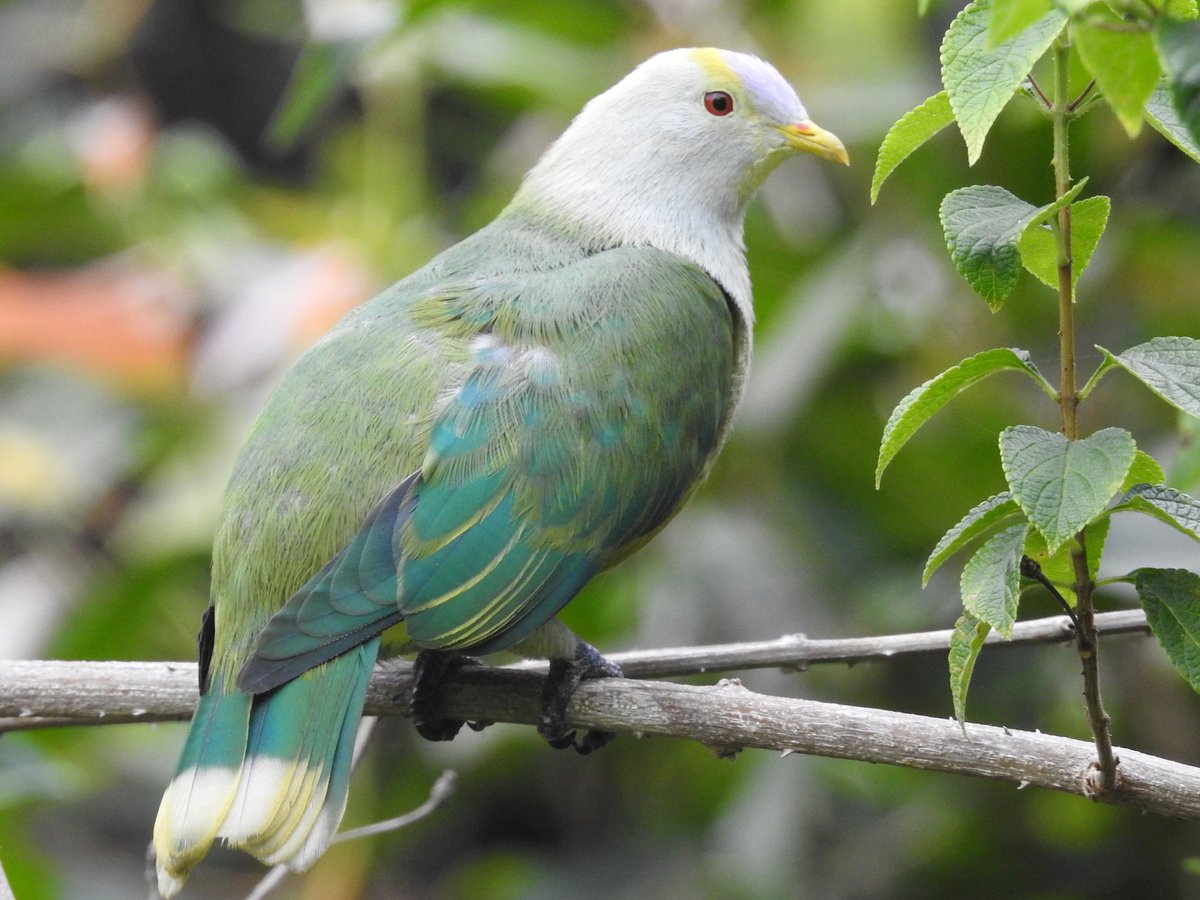 a_london_pigeon's tweet photo. Raiatea Fruit Dove (Ptilinopus chrysogaster) is monotypic and currently known from four of the Leeward Society Islands #French_Polynesia
π· Barb Eastman.
Lithograph by J. Wolf, 1853. https://t.co/dJI59Y4Kub
