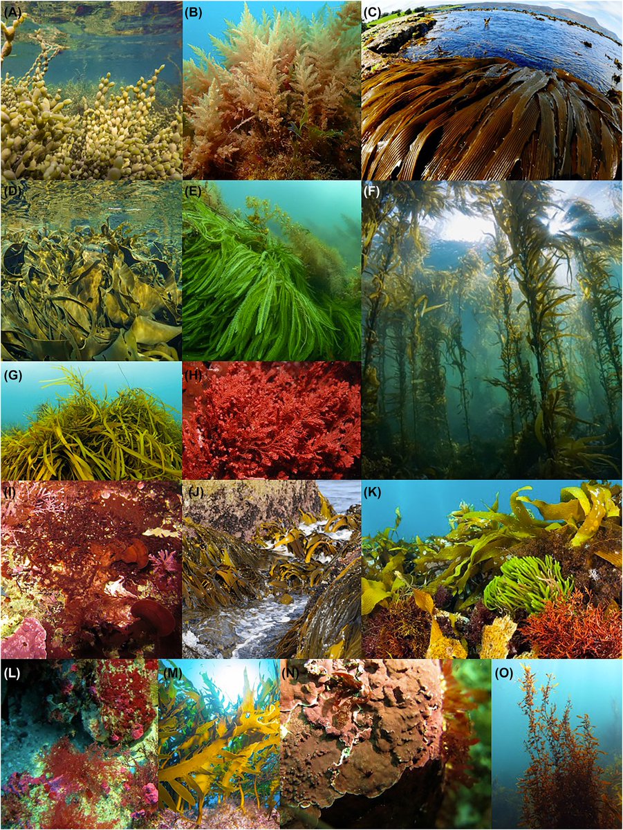 Our new @IMASUTAS-led review of the long and strong traditions of seaweed use and research in #Tasmania. 

Perfect pre-reading for #ISS2023

degruyter.com/document/doi/1…