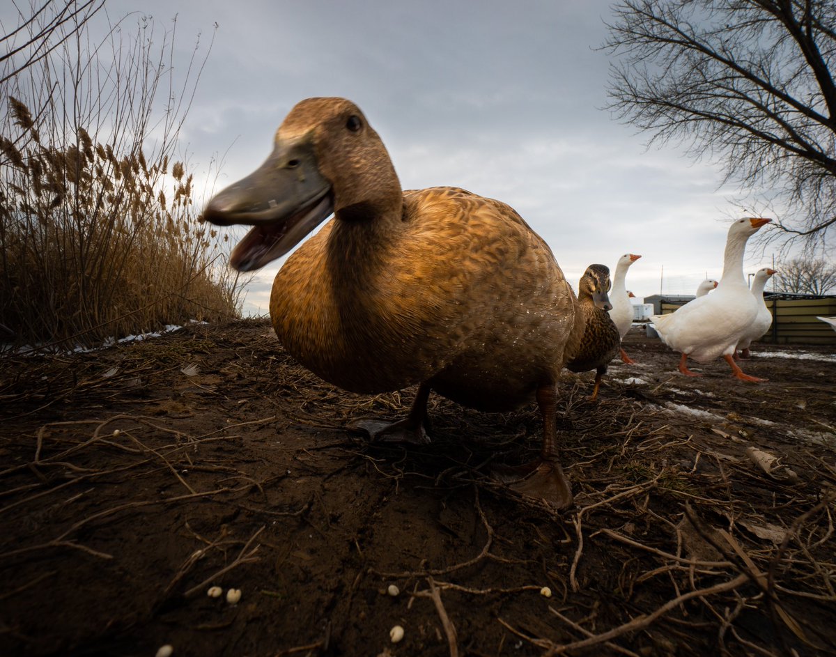 DuckFoodBot's tweet photo. hurry up duck, before Bill sees your snacks 

(retweet to send noms https://t.co/bCx4zPeNUf) https://t.co/1JaIsGCIVA