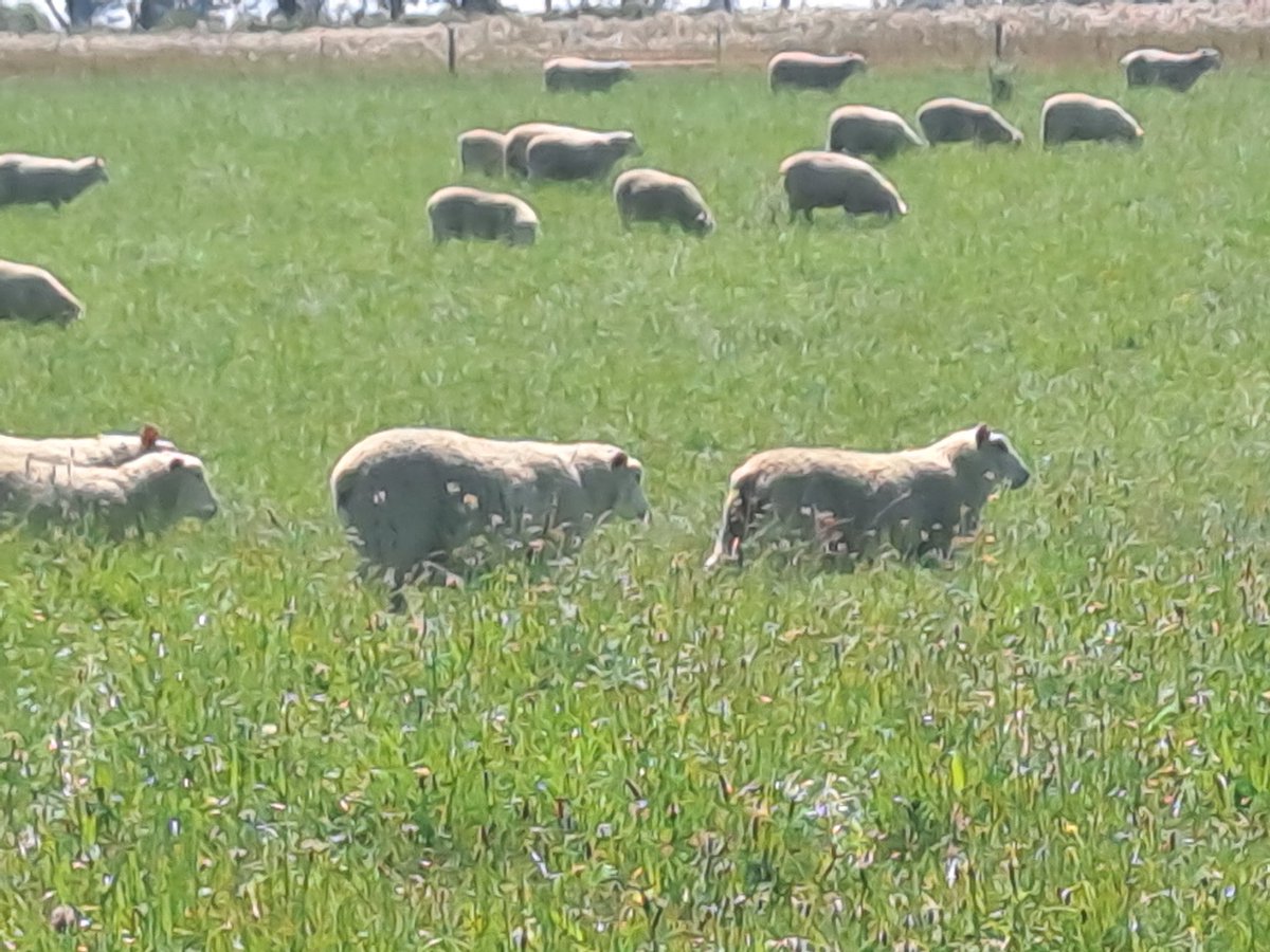 CharollaisRams's tweet photo. Lambs in a race to 22kg cw. #oracle #apex #raider #ultra on the menu. Spot the #WhiteDorper #Texel/#Tefrom #Lochee #hashtag https://t.co/l1dnpARny4