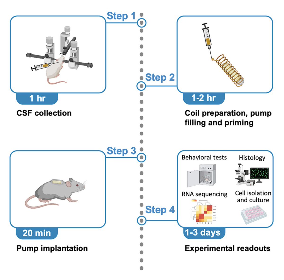 AchintKaur27's tweet photo. Have you ever wanted to study the cerebrospinal fluid (CSF) in rodents? Look no further, excited to share our protocol for the collection and infusion of CSF in mice 🐭 https://t.co/z46Fd0eNII