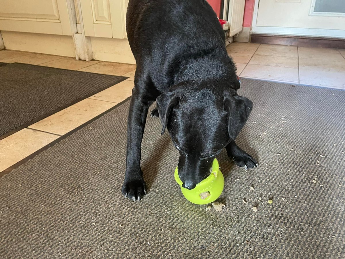 Buddy 7 yo Patterdale cross, LOVES other dogs! Needs a home within 20 miles radius of J8 M25 Surrey UK. Limit set as tiny charity offering lifelong support if needed. He loves sitting with you for cuddles, and enjoys walks with lots of scents
epsomcaninerescue.co.uk/index.php/dogs…