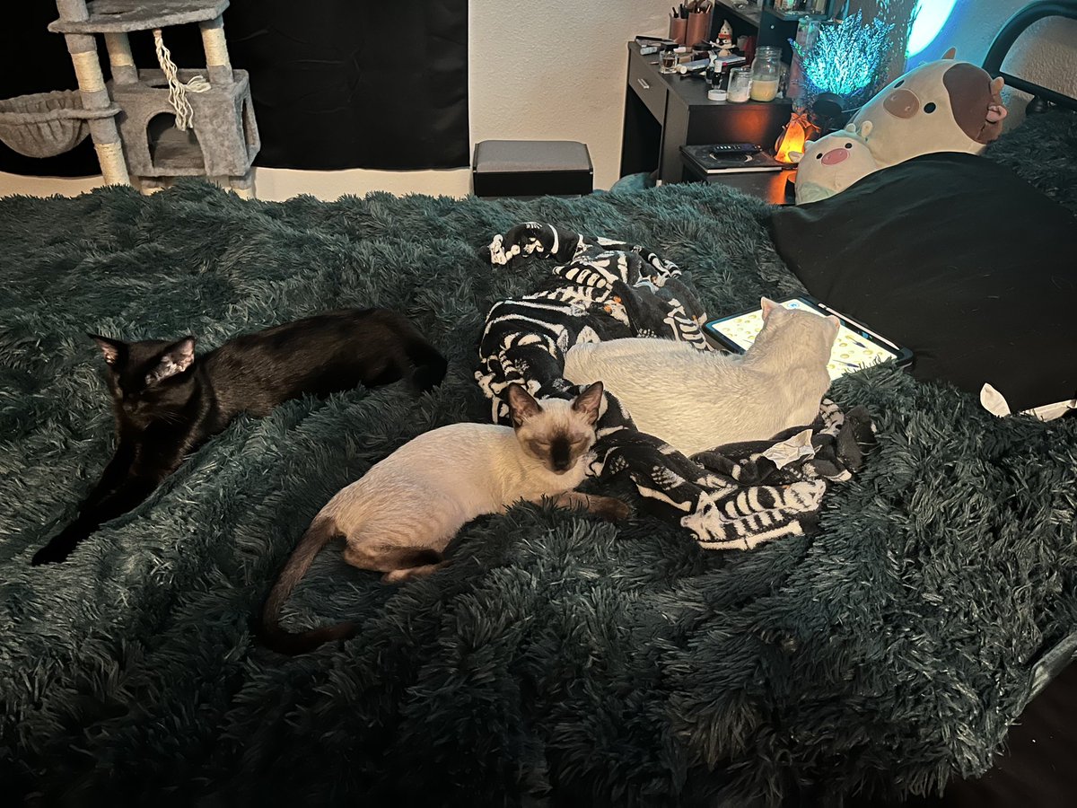 colleseberg's tweet photo. @Chewy Here’s my three babies https://t.co/BjmvaFZ9zL