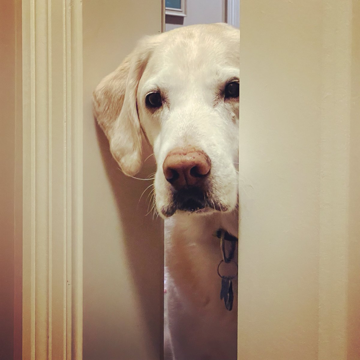 George the Dog tweet media