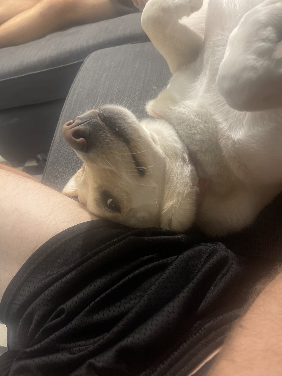 dubsteur's tweet photo. @maddiesteg I love Ralph but he is one of the most inconsiderate bed sharers of all time. He’s lucky he’s so cute. https://t.co/13g9LsAI3b