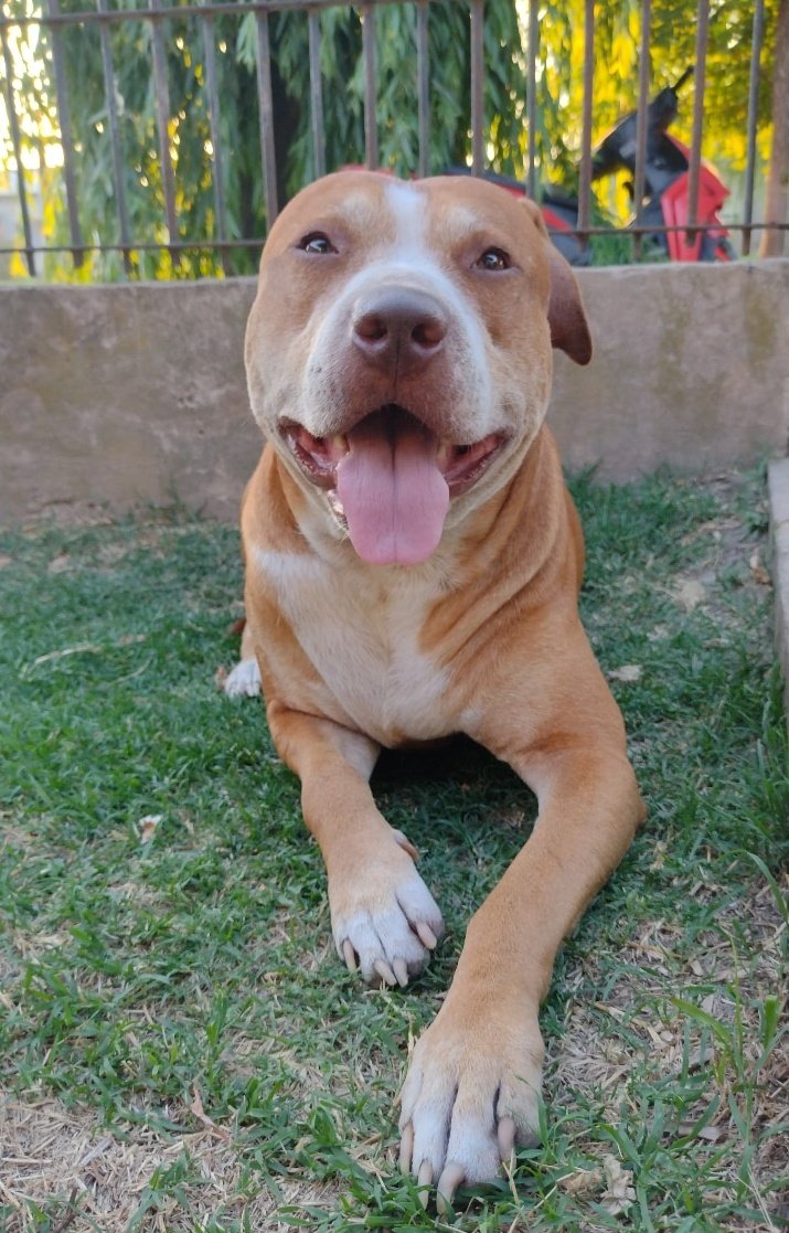 fflorlynch's tweet image. Les dejo a mi titi del amorrrrrrr 😍