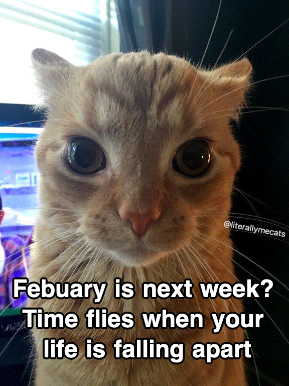 literallymecats's tweet photo. https://t.co/ZQvurOoxOi