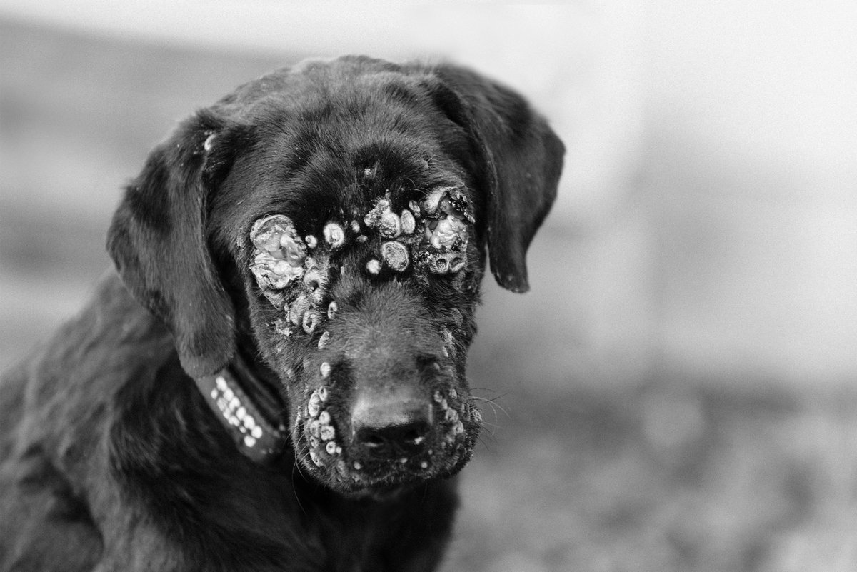 CWOB's tweet photo. 💕Meet Willow💕We know it is hard to see her, but she is now #SAFE and under treatment. We are doing everything we can for this beautiful soul. Amazingly, Willow is in excellent spirits &amp; never stops wagging her tail or shining with an unbelievable spirit of #resilience and hope. https://t.co/Hz1c7rBmu0