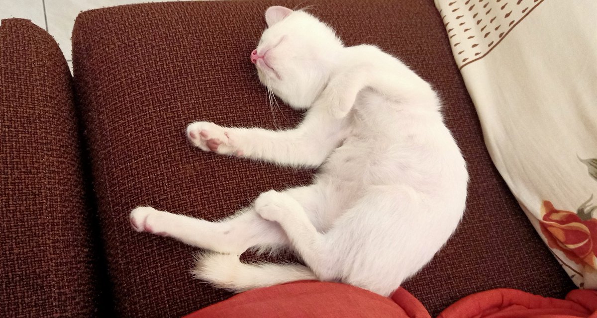 starry_rina's tweet photo. Jgn jeles..muncul dari mana ntah..
Eh eh tido sebelah Mommy.
Kenyang la tu! Baru perasan 😂👍

Boleh tahan tantrumnya dari pagi tadi. Sabar pujuk supaya serasi.

Insya-Allah ok. https://t.co/u65zpOzhnq