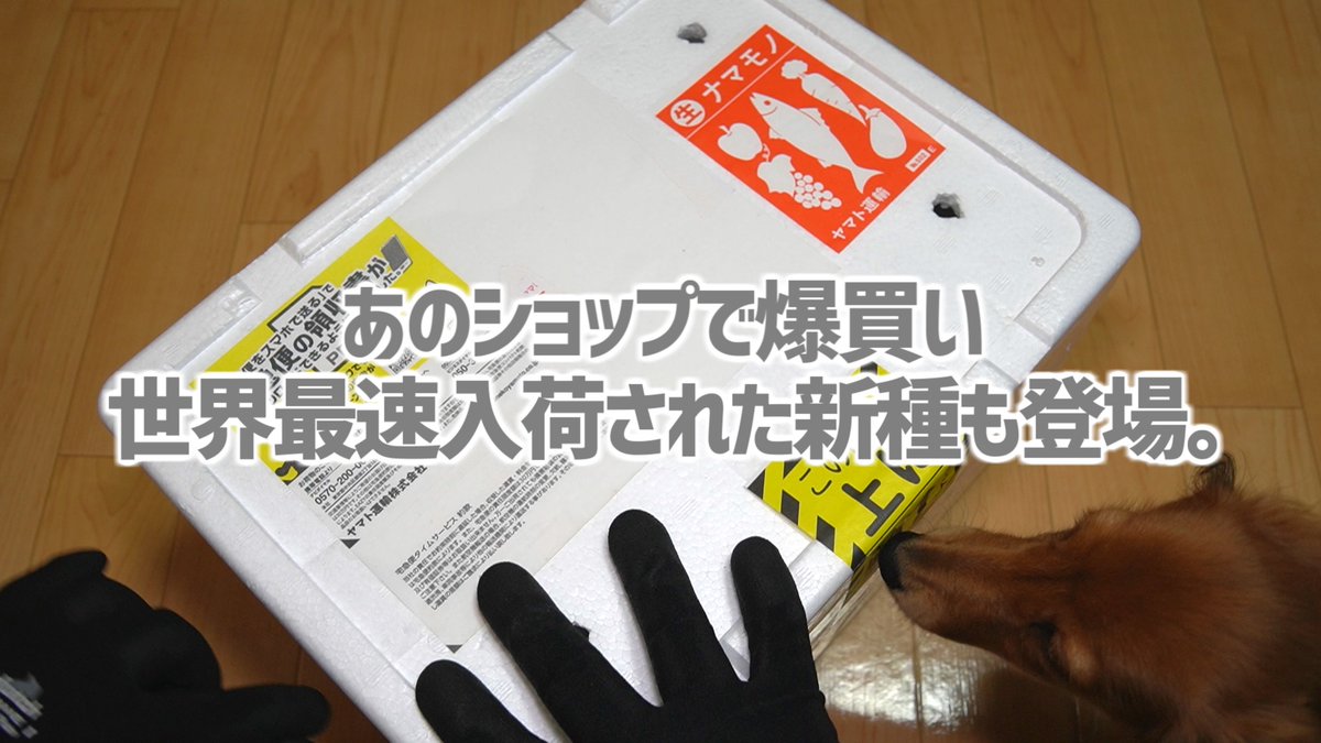twilight1589's tweet photo. 動画アップしました！
今回は噂の世界最速入荷の新種も出ます！
暇なときに見てやってください🤗

極寒の時期に通販で生体など大量購入！世界最速入荷の新種も紹介！#362【アクアリウム】 https://t.co/qo18Rdimeq @YouTubeより https://t.co/63PsF1Bfev