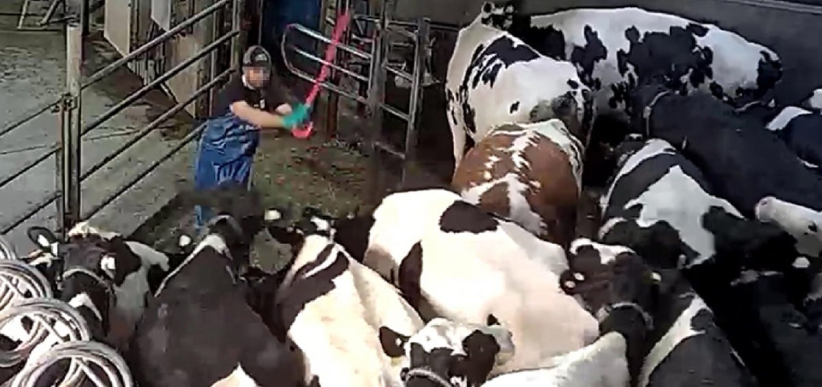 WillowWind64's tweet photo. Abuse charges recommended-#CedarValleyFarms
Yet, no charges, no public update #bcpoli @lanapopham new portfolio yet left unfinished business
#BCMILK 2 week suspension-not enough #dairy #AnimalCruelty
1 https://t.co/uMGrKDToJv
2 https://t.co/YQKdYH0YKq
3 https://t.co/365siLjkA7 https://t.co/vSFEAw7VD1