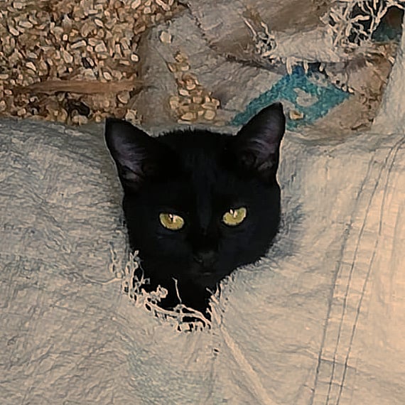 montidoom_'s tweet photo. 🖤🎗🖤
.
.
.
.
.
.
#minegra #gatanegra #BlackCat https://t.co/JhpVPY2gHP