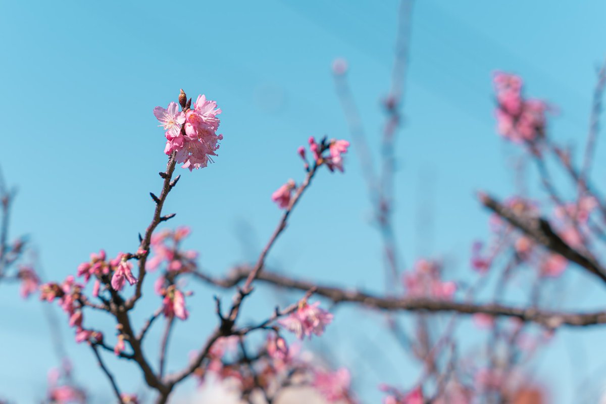 activeNEEEET's tweet photo. 沖縄は桜🌸 https://t.co/fiSbPU7Tqy