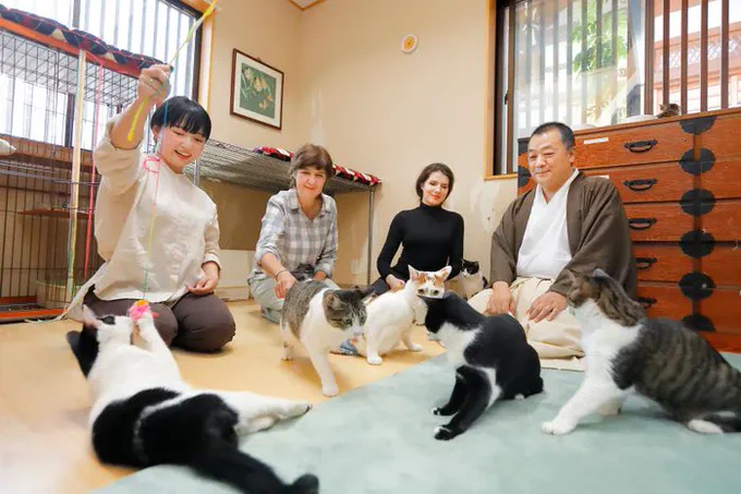「お寺と保護猫活動は相性がよい」猫も人も平等に大切な命として共存を目指す「こちねこ」の活動|ねこのきもちWEB MAGAZINE  